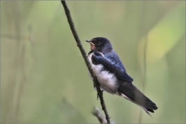 <p>VLAŠTOVKA OBECNÁ (Hirundo rustica) /Barn swallow – Rauchschwalbe/</p>